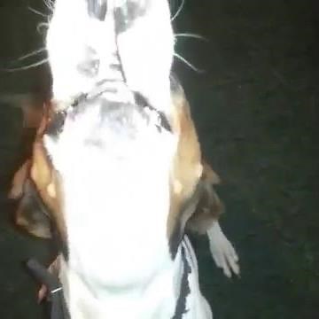 Treeing Walker Coonhound Howling/Talking Back