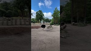 Male ostrich performs an elaborate courtship