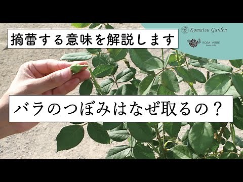 【バラの基本知識】バラのつぼみなぜ取るの？