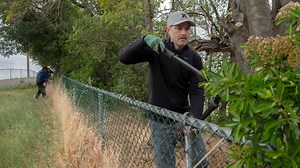 Can you trim your neighbor's tree? What to do if it hangs over your property.