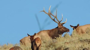 57K views · 1.3K reactions | It's time to apply to hunt big game in Utah this fall! The application period is open now until March 2. | Utah Division of Wildlife Resources | Facebook