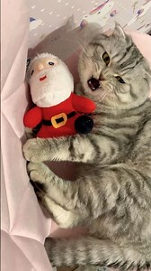 Hungry cute cat Sam #christmas #newyear #cutecat #hungrycats #2026 #catshorts #funnycat #catvideos