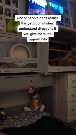 Training Hamsters: Understanding Their Intelligence and Building Bonds