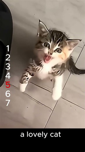 にゃんこはエイリアンの友達? 냥이 친구는 외계인? Is your cat friend an alien? #cat #やせる #funny #pets