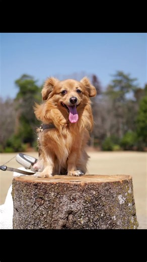 伝えなきゃ!! そういえば、 急がなきゃ急がなきゃって西松屋のCM覚えてる？ #愛犬 #犬 #チワックス