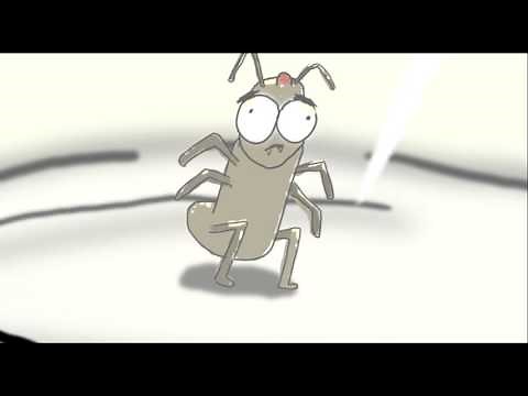 Flea in a Glass Jar Experiment