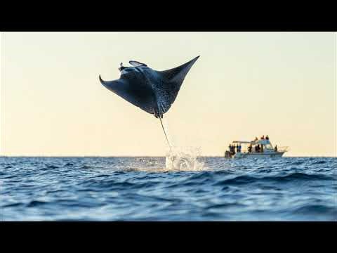 A Arraia que "Voa": Conheça a Fascinante Arraia-Morcego! Curiosidades Animais