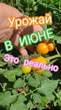 How to get a tomato harvest in early June. #earlyharvest #vegetablegarden #aleksdezhurnyypokukhne