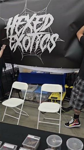 Stunning Ball Python Morphs at the Expo! 🐍 ¡Increíbles Morfos de Pitón Bola en la Expo!