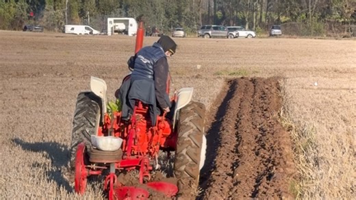 David Brown tractor hard at work in the fields