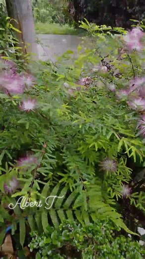 35 reactions · 58 comments | #highlights #everyone #StarSender #bonsailovers #maulannapanahon #powderpuff #blooming #nonfollowersviewers | Albert Tibayan | Facebook