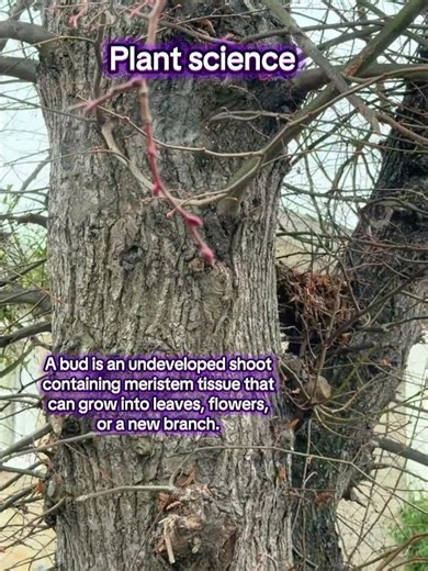 What is a bud? #biologytutor #plantscience