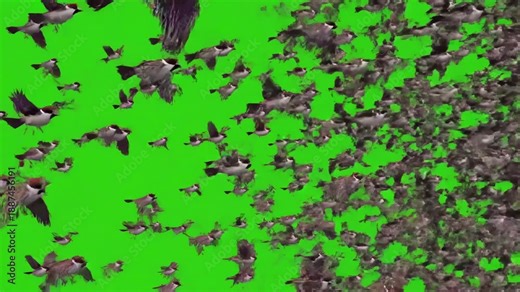 Dynamic Sparrow Flock with of birds sparrows flying all around the frame on a green background distortion, screen overlay, glitch, static noise, scan lines black background, 4k animated video loop