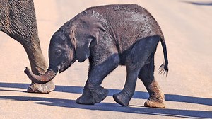 71K views · 4.6K reactions | Watch as this tiny baby elephant struggles to keep up with the herd because of its little legs. After taking a quick break in the road it quickly gets up and continues with the herd. So cute! | Cute Tings | Facebook