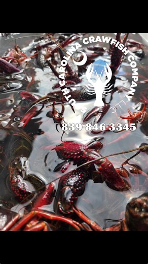 We have some beautiful crawfish this weekend! Drag those burners out from the corner, knock the dust off and let's have a good time! | South Carolina Crawfish Company LLC
