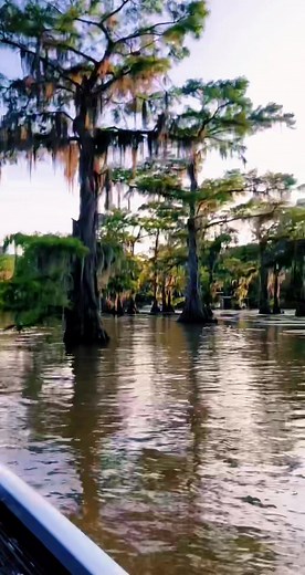 Exploring Caddo Lake: Nature's Hidden Gem
