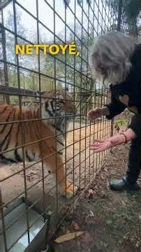 Dirty water for tigers? #lions #tiger #normandy #catlover