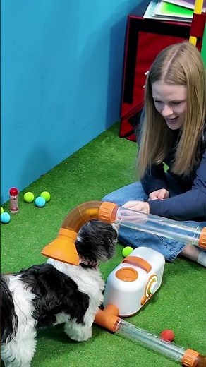 Assistant Plays with her dogs Wiggle and Waffles and the Ball Popper