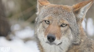 Conserving Wolves through Education, Recovery, and Advocacy | Wolf Conservation Center