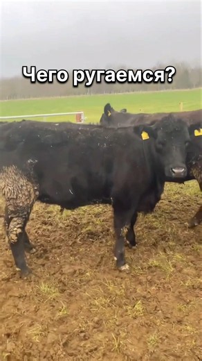 Why does a cow bellow? #cows #bull #animals