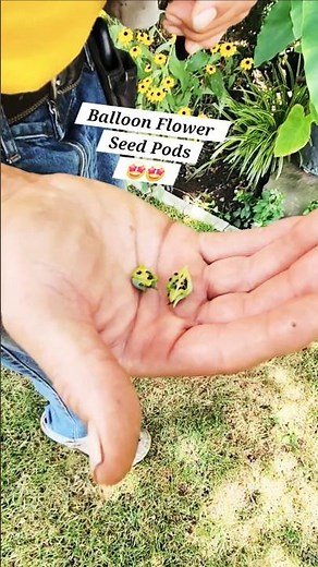 Balloon Flowers With Bro — Balloon Seeds, Embryos & Sticky‑Sap Lessons