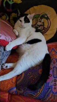 Have a Snoopy Day ❤️ Volume UP for Thumps!