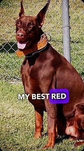 Make sure your dog is fully trained or you will lose everything!! #alonzothehungariandoberman | European Doberman Stud