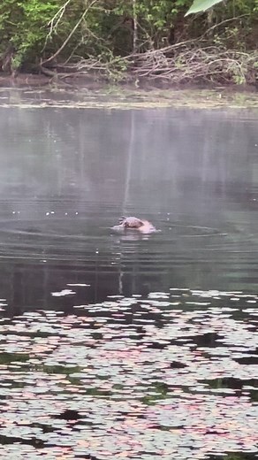When love is in the air, even snapping turtles can't resist! 🐢 Witnessing this beautiful mating ritual was truly a magical moment in nature.#snappingturtles #matingseason #naturelovers #wildlife #loveisintheair #magicalmoments #animalsofinstagram #reptiles #turtlelove #conservation #protectwildlife #habitatloss #biodiversity #ecosystem #oceanlife #oceanlife | Savingmemoryarchives