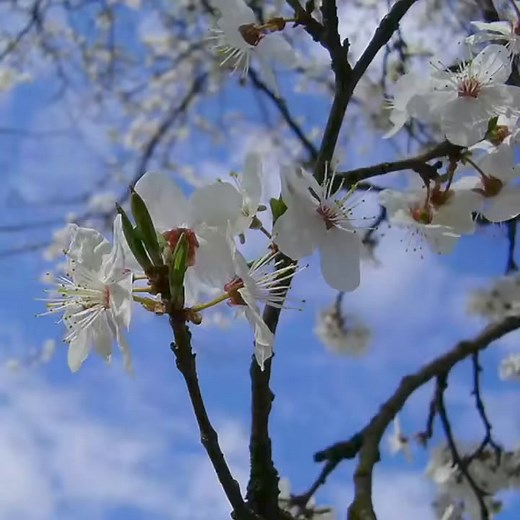 13K views · 543 reactions | From the Tales of Peter Rabbit#happyeaster #peterrabbit #beatrixpotter #bunnies | Victorian Tea Time | Facebook