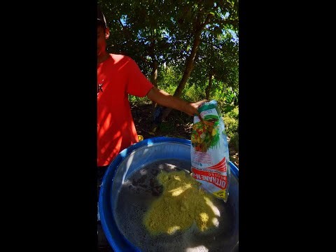 Spray: Foliar, Insecticide & Fungicide Combo for Healthy Corn Growth | Farm to Market Guide