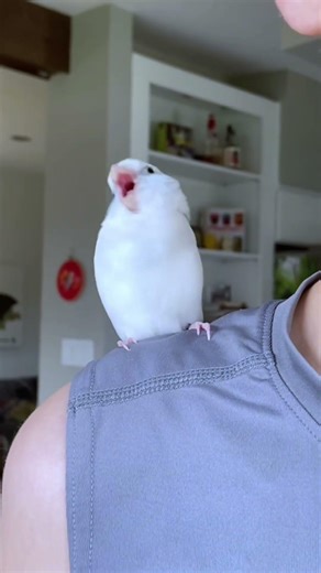 Este sí que baila mucho 😂 #shortsmexico #aves