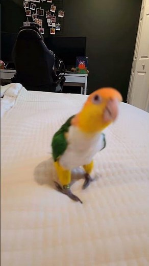 Smart Caique Parrot Doing Tricks #parrot #caique #birb #birdtricks #birdtraining #caiqueparrot