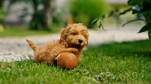 Can Dogs Get Poison Ivy? What Pet Owners Need to Know About These Toxic Plants