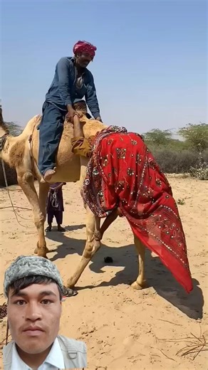 🐪🐫🐪🌞