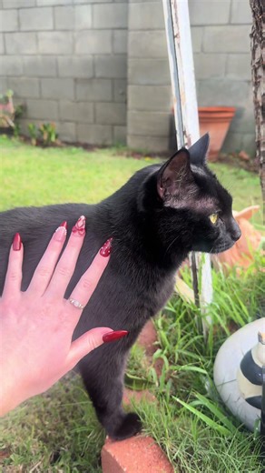 Creative Black Cat Nail Art Ideas