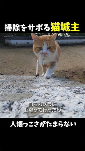 掃除をサボる猫城主 #さんじゅーろー 🐱
