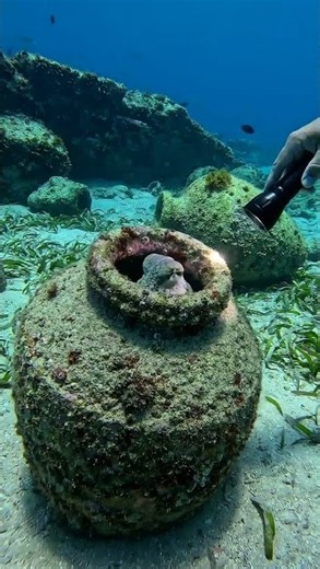 Scuba Diver Helps Octopus Out of an Ancient Jar