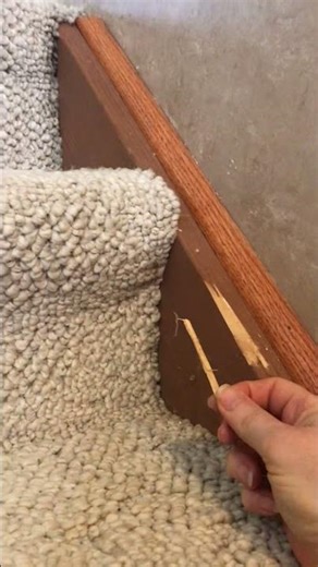 The speed of cockatoo destruction - warning: lots of nononononos...