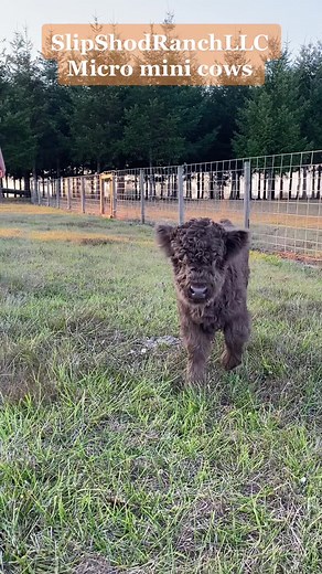 SlipShod Ranch Mini Cows on TikTok