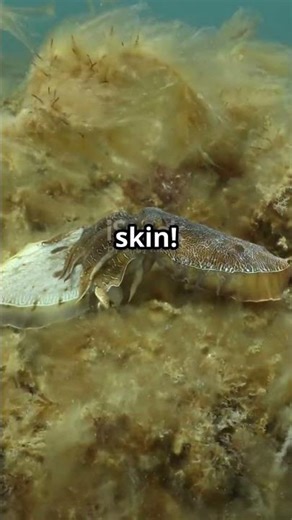 "Squid Mating: Secrets of the Reproductive Cycle" l Animalogy