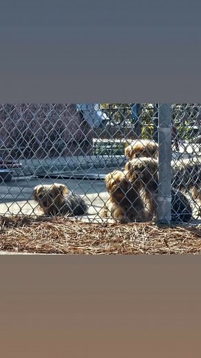 4 abandoned Yorkies 😭Snellville police just shared that they found these cuties left at Briscoe Park. Police are asking anyone with info to call the department asap 💔💔💔💔 #lostdog #rescuedog #yorkie #sad | K9kait
