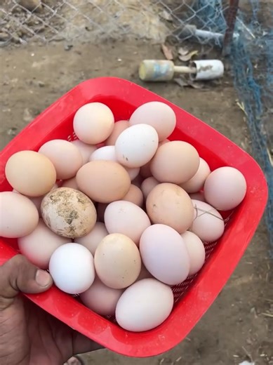 Discovering Village Life: A Day with Hens
