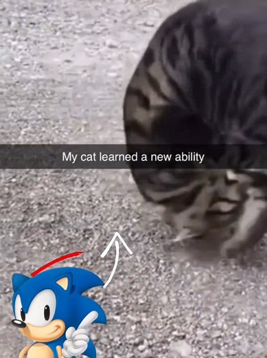 Sonic the Hedgehog Cat Memes Compilation