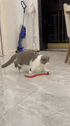 🎉 Grab 15% OFF Today with Code 𝗡𝗘𝗪𝗕𝟭𝟱 !🐍 Meet the Interactive Smart Sensing Snake — it moves, wiggles, and avoids obstacles all on its own. A perfect mix of fun, tech, and surprise. Don’t miss your chance to save! Shop Online: https://littleluvsco.com/products/interactive-smart-sensing-snake #snaketoy #catstoy #petstoy #autometedsnake | Littleluvsco