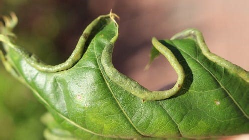 Cicadas are gone, but a nearly invisible biting pest is coming: More on oak leaf itch mites