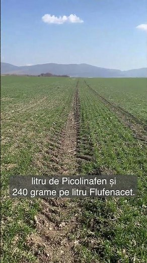 Solă de grâu fără buruieni? Da, se poate. Cu erbicidul Pontos® de la BASF