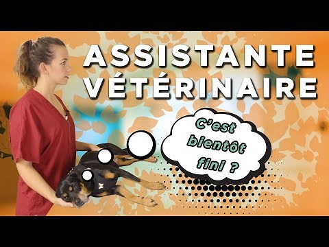 Auxiliaire vétérinaire : le rôle essentiel des ASV 🙏👌