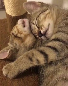 1.6K views · 354 reactions | Animal Junkies on Reels | Facebook