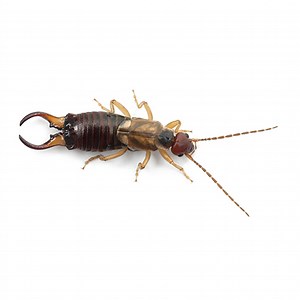 Earwig Identification and Treatment Tips
