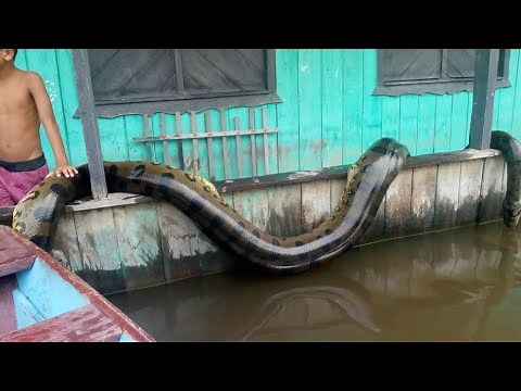12 ANACONDAS GIGANTES CAPTADAS EN BRASIL (parte 2)